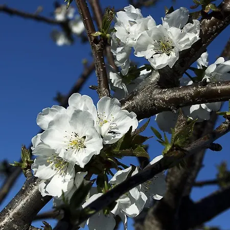 Ecologica Huerta Del Pirata 乡村民宿